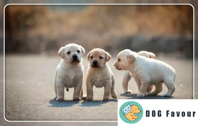 How to solve the dog puppies have aggressive behavior